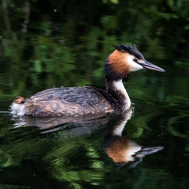 Great Crested Grebe