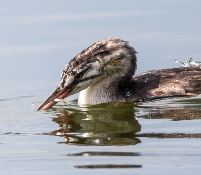 Great Crested Grebe