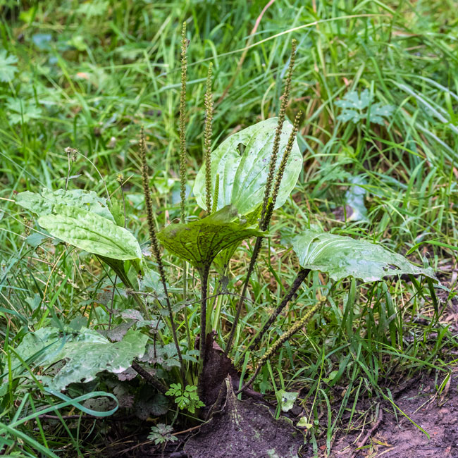 Greater Plantain