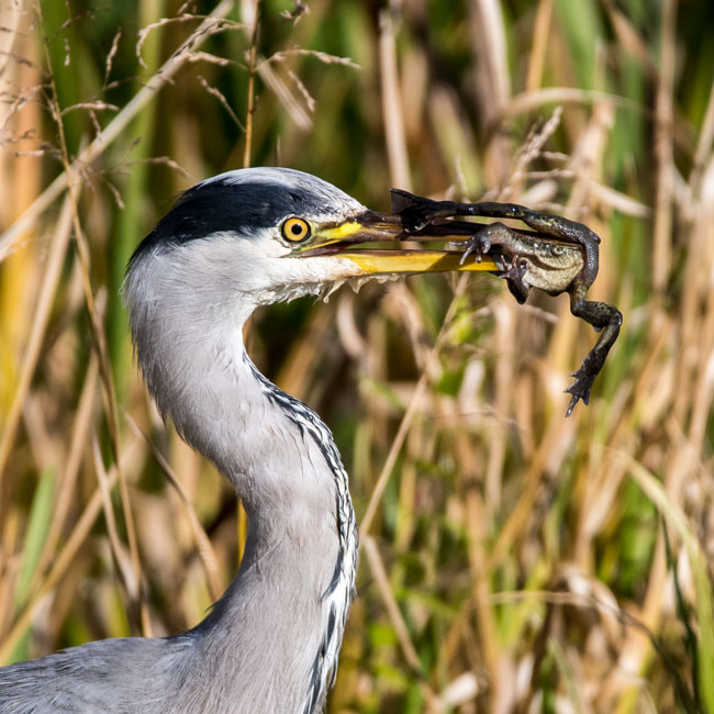 Grey Heron