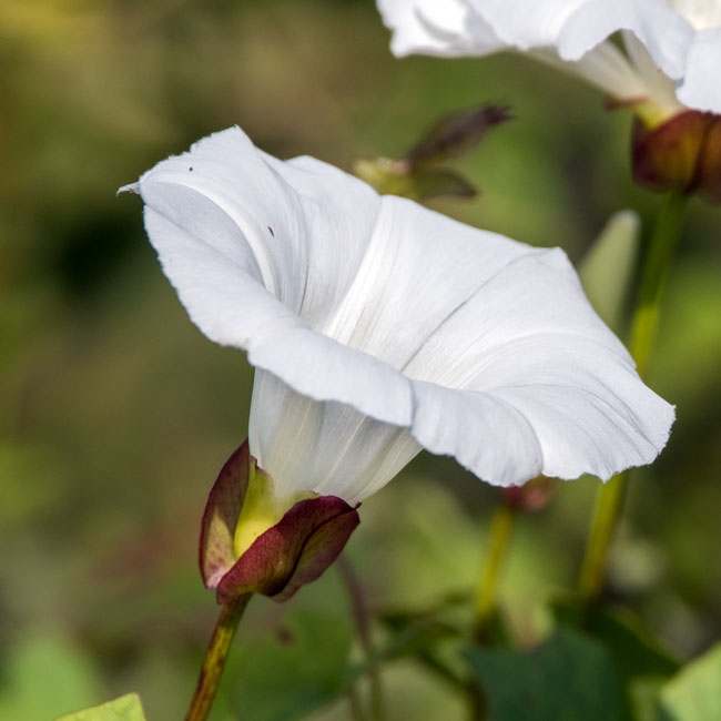 Hedge Bindweed