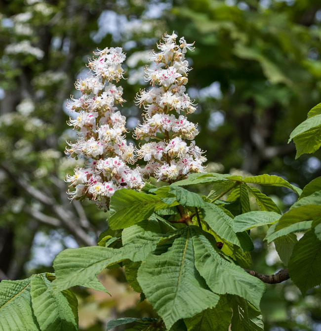 Horse Chestnut