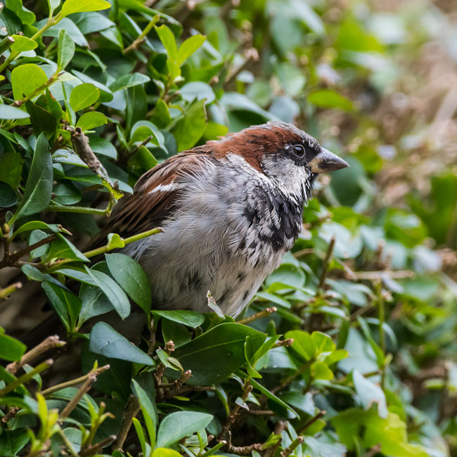 House Sparrow