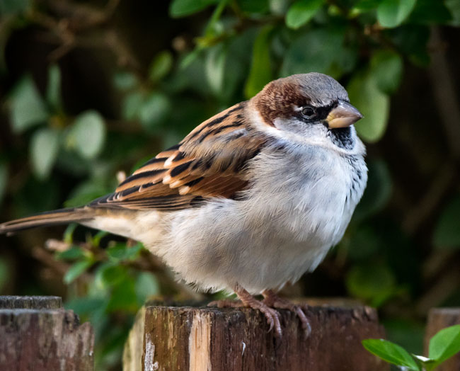 House Sparrow