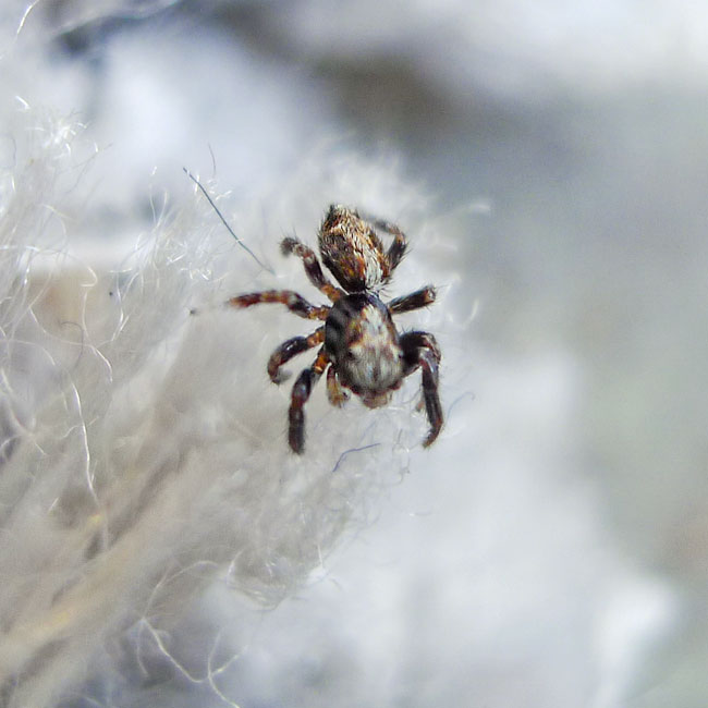 Spider Pseudeuophyrs Lanigera