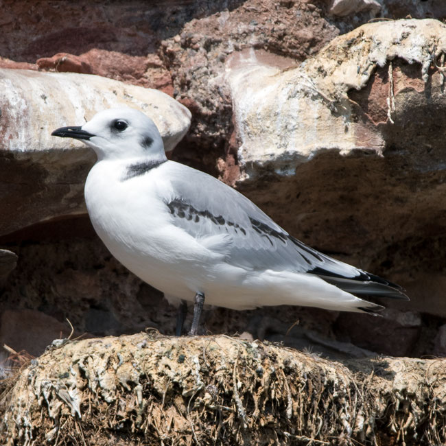 Kittiwake