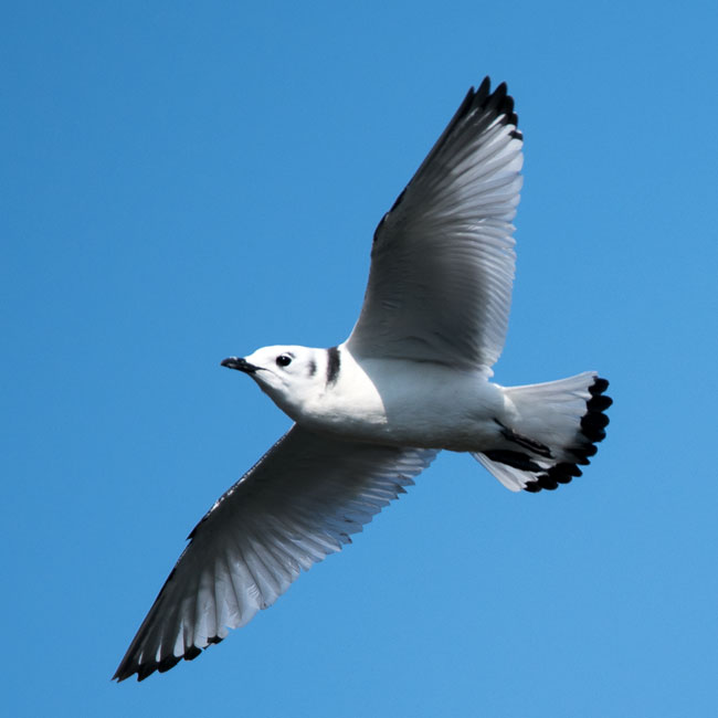 Kittiwake