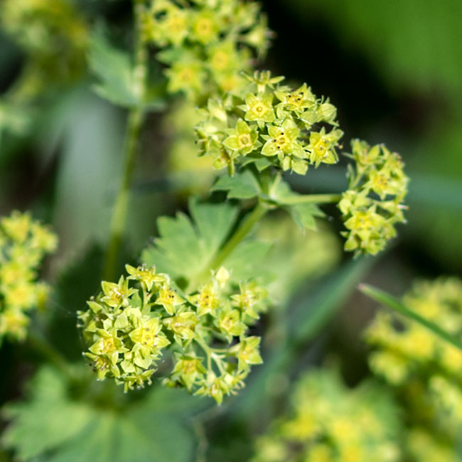 Lady's Mantle