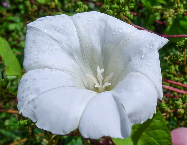 Large Bindweed