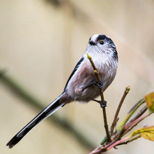 Long Tailed Tit
