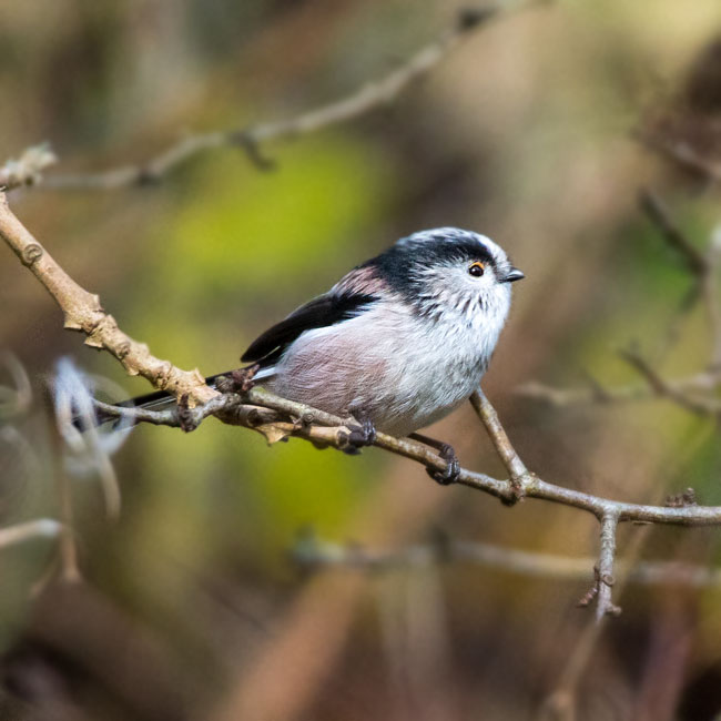 Long Tailed Tit