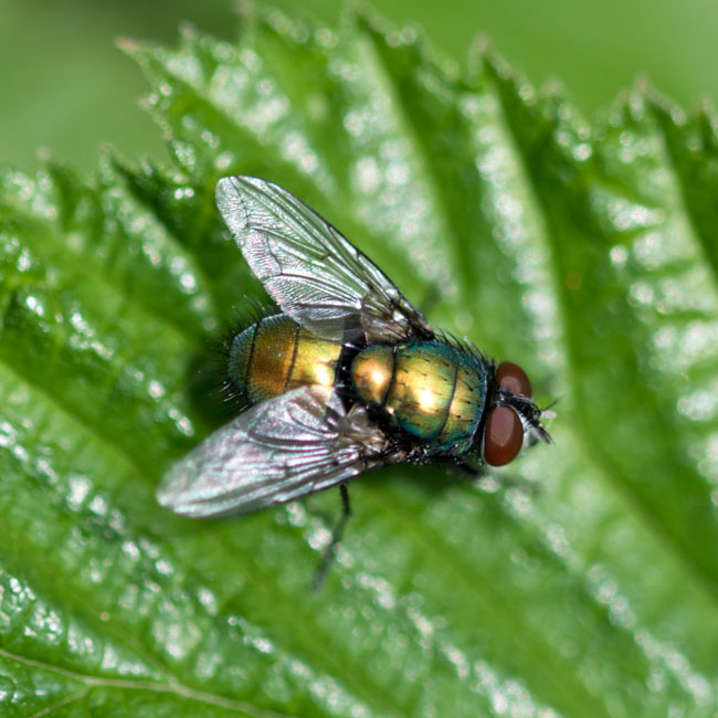 Fly - Lucilia Sericata