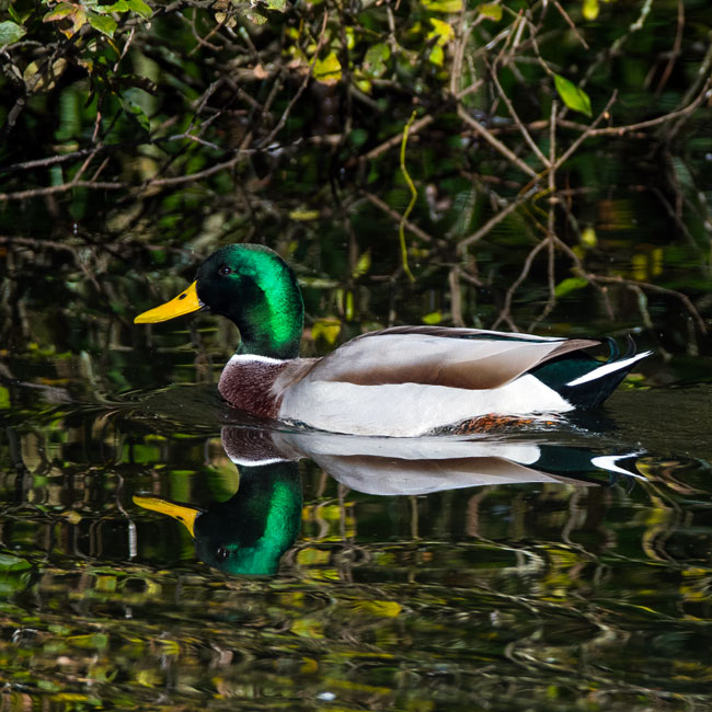 Mallard