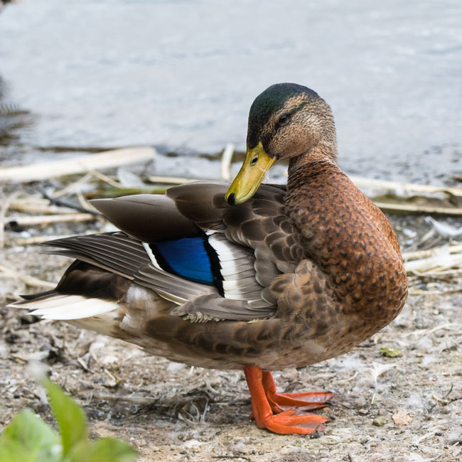 Mallard Duck