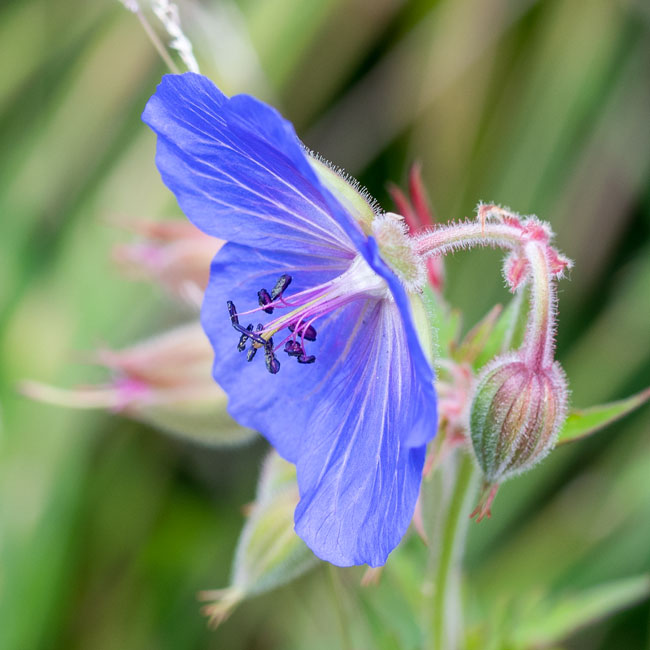 Meadow Cranesbill