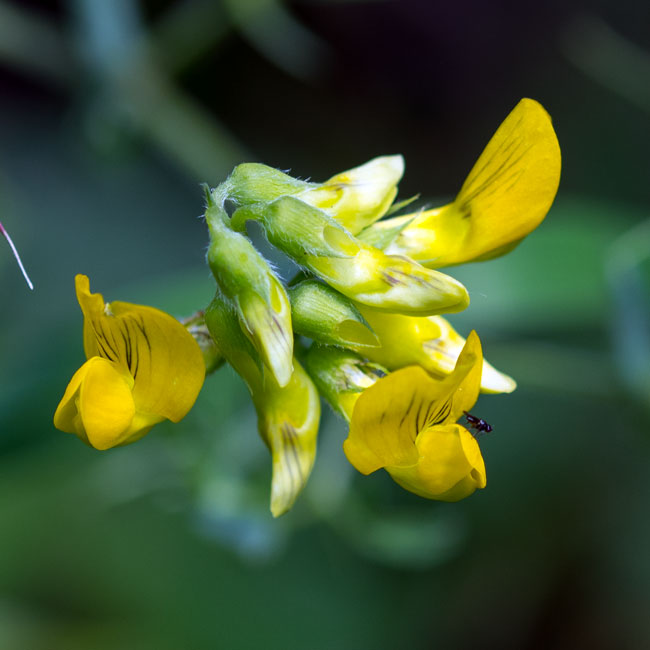 Meadow Vetchling