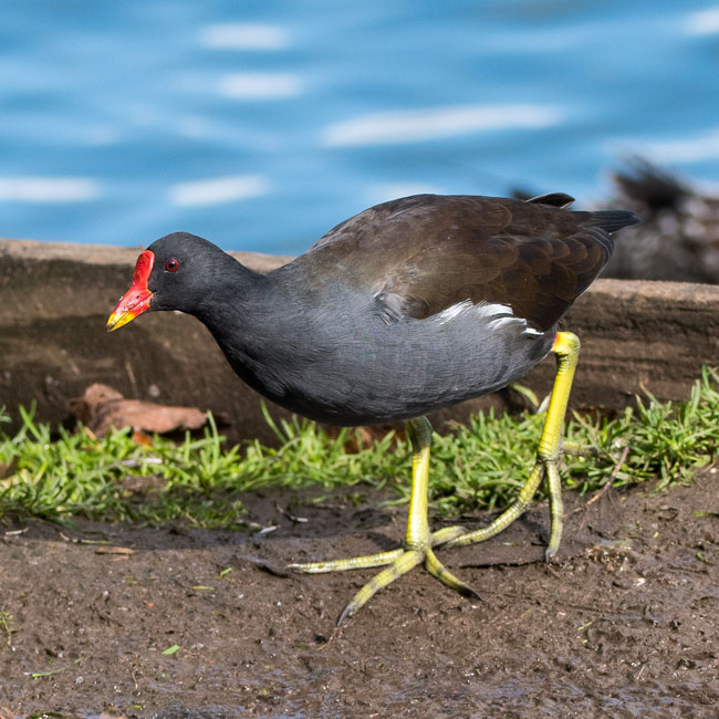 Moorhen