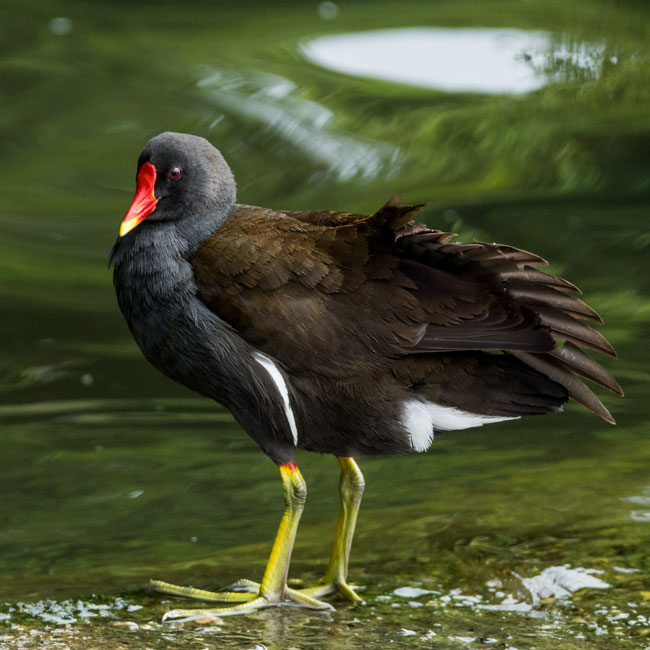 Moorhen