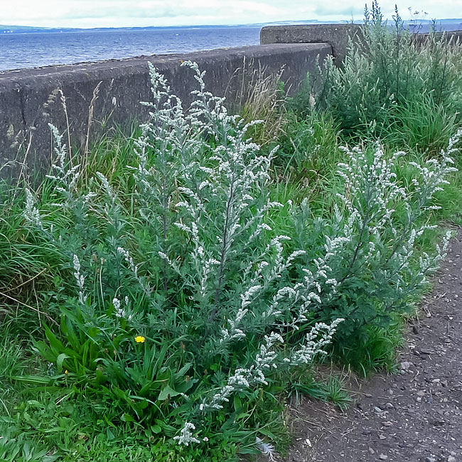 Common Mugwort