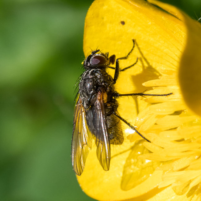Fly - Muscina Prolapsa