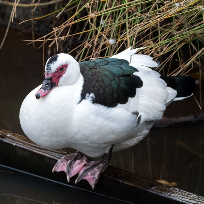 Muscovy Duck