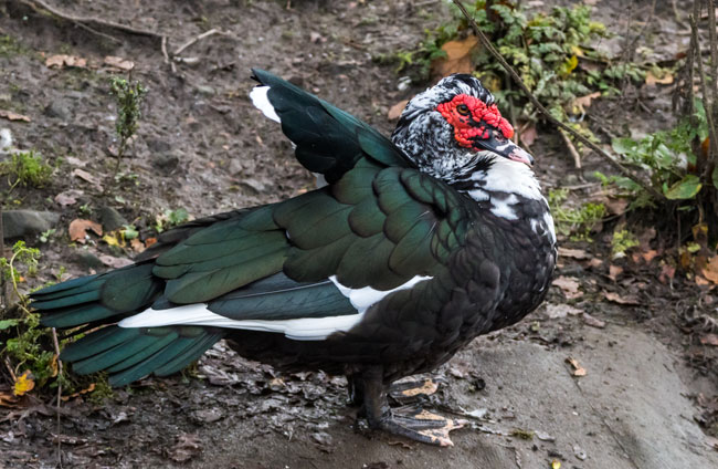 Muscovy Duck