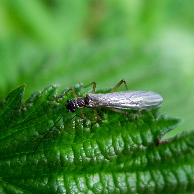 Stonefly - Nemurella Pictetii