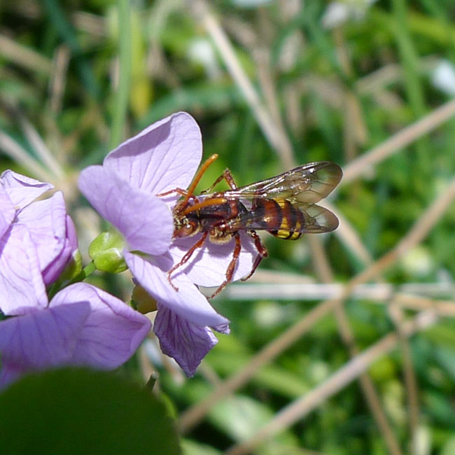 Early Nomad Bee