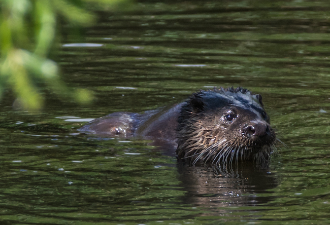 Otter