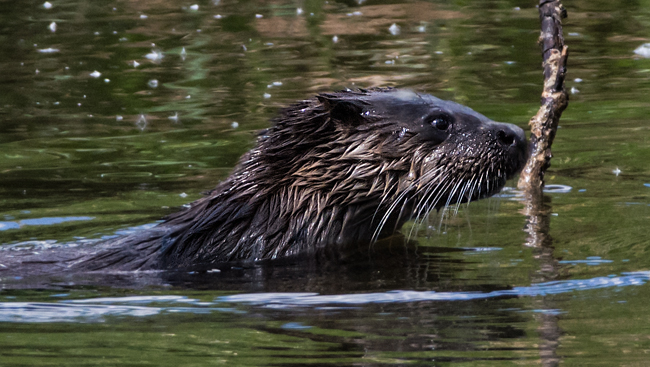 Otter