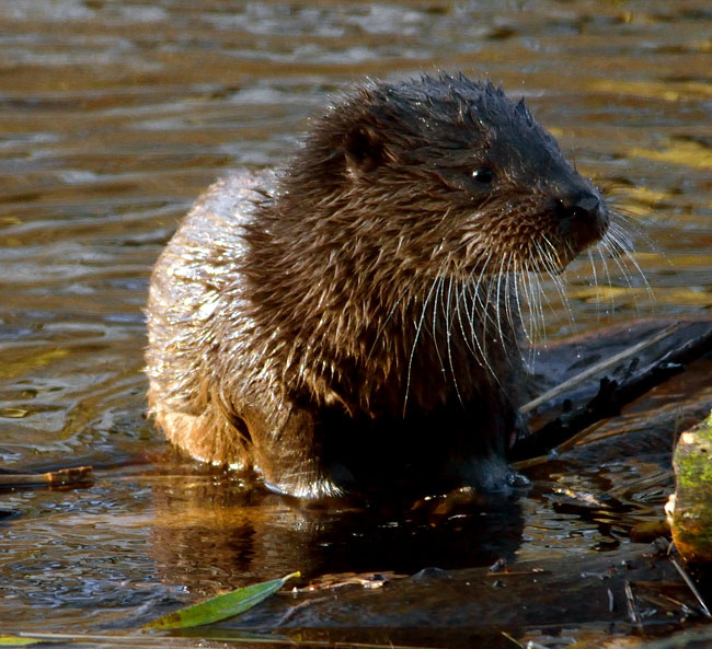 Otter
