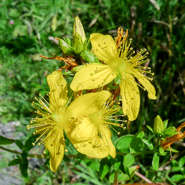 Perforate St John's Wort