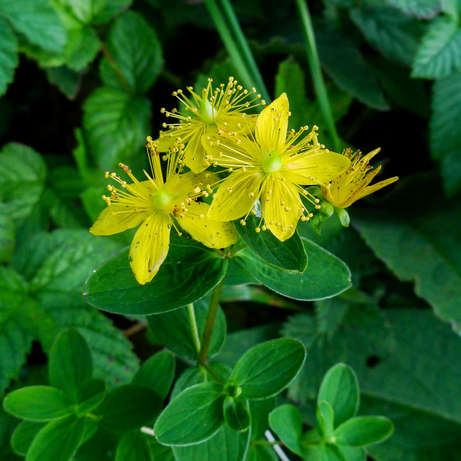 Perforate St John's Wort