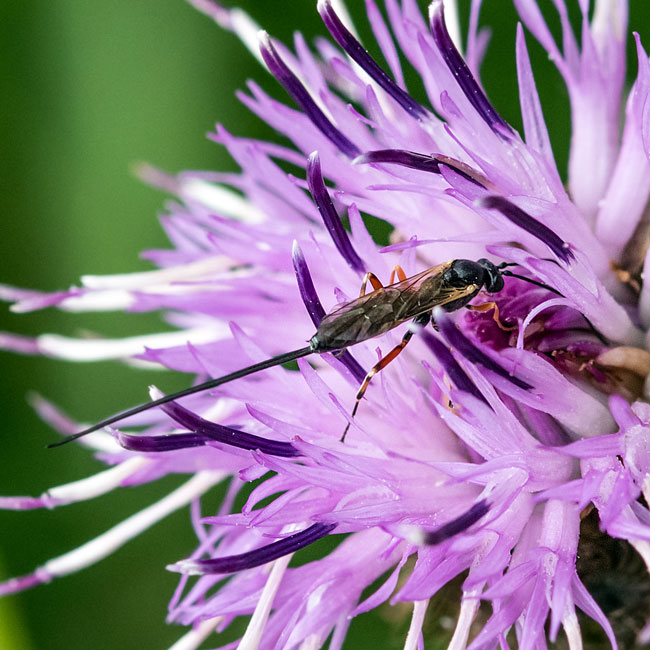 Wasp - Pimpla Rufipes