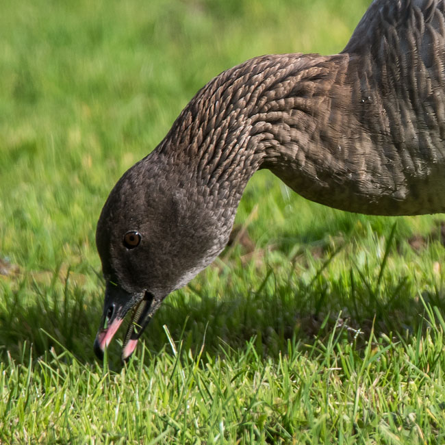Pink Footed Goose