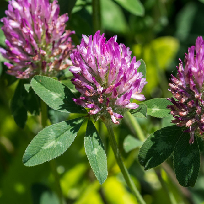 Red Clover