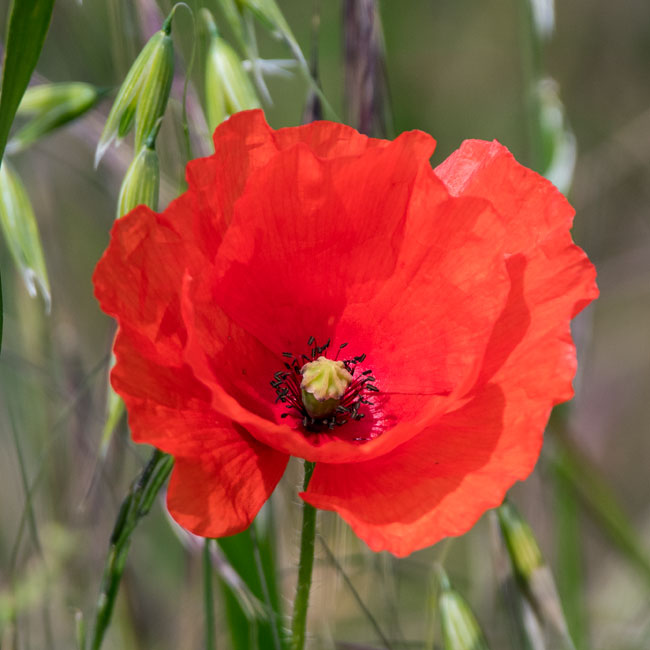 Red Poppy