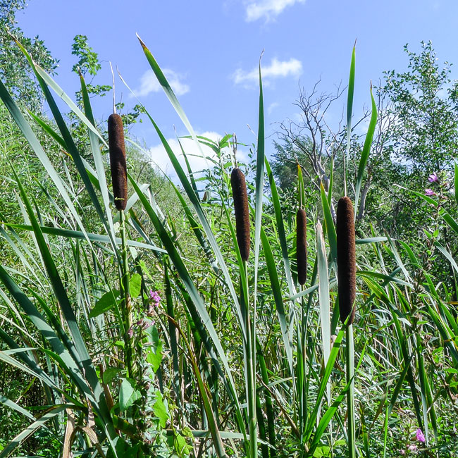 Reed Mace