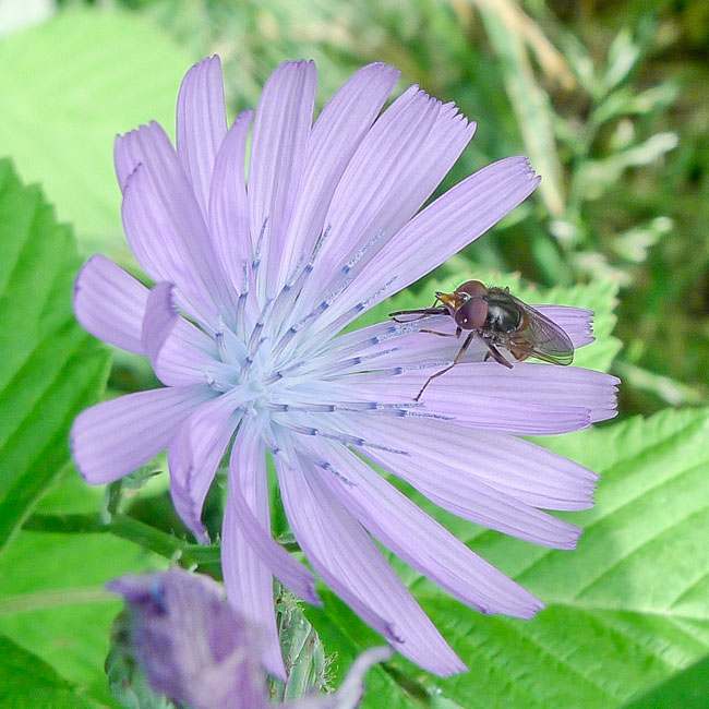 Hoverfly - Rhingia Rostrata