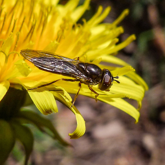 Hoverfly - Riponnensia Splendens