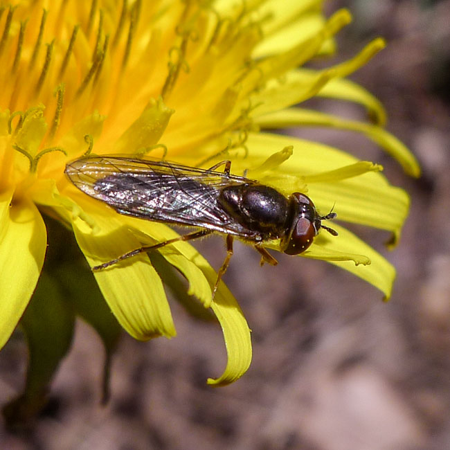 Hoverfly - Riponnensia Splendens