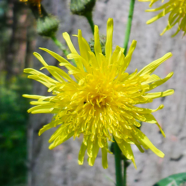 Rough Sow Thistle