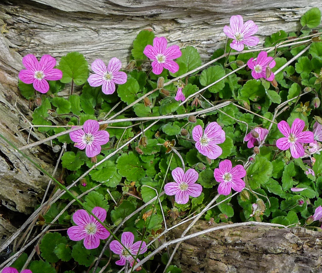 Round-leaved Cranesbill