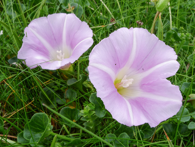 Sea Bindweed