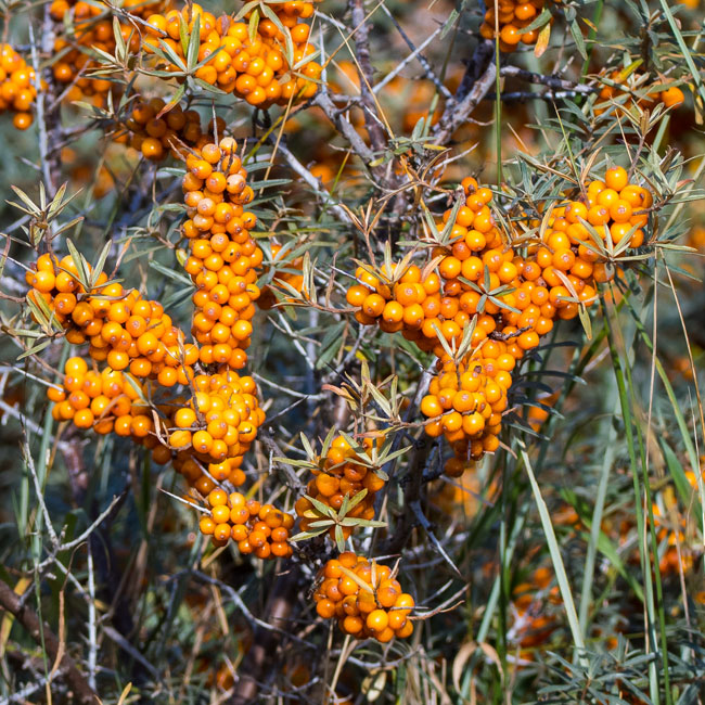 Sea Buckthorn