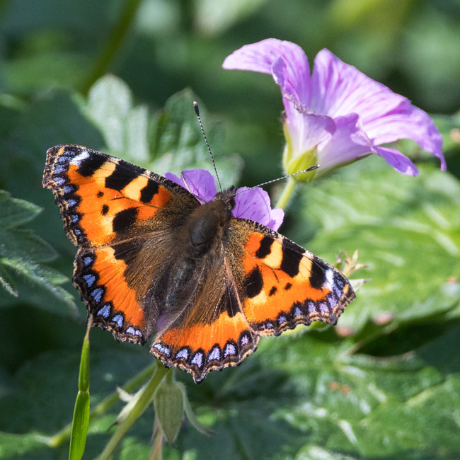 Butterfly - Small Tortoiseshell