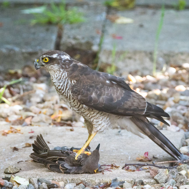 Sparrowhawk