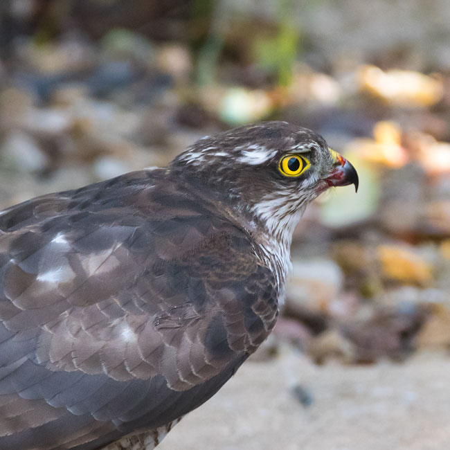 Sparrowhawk