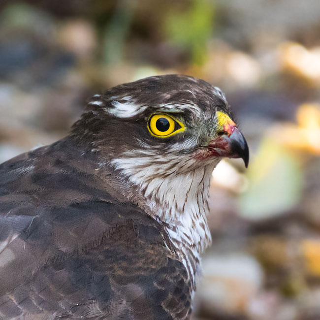 Sparrowhawk