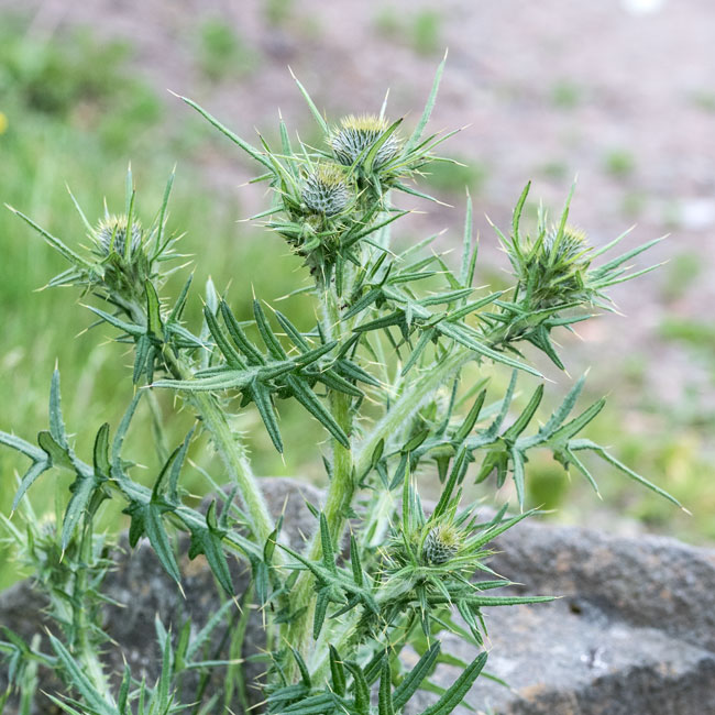 Spear Thistle
